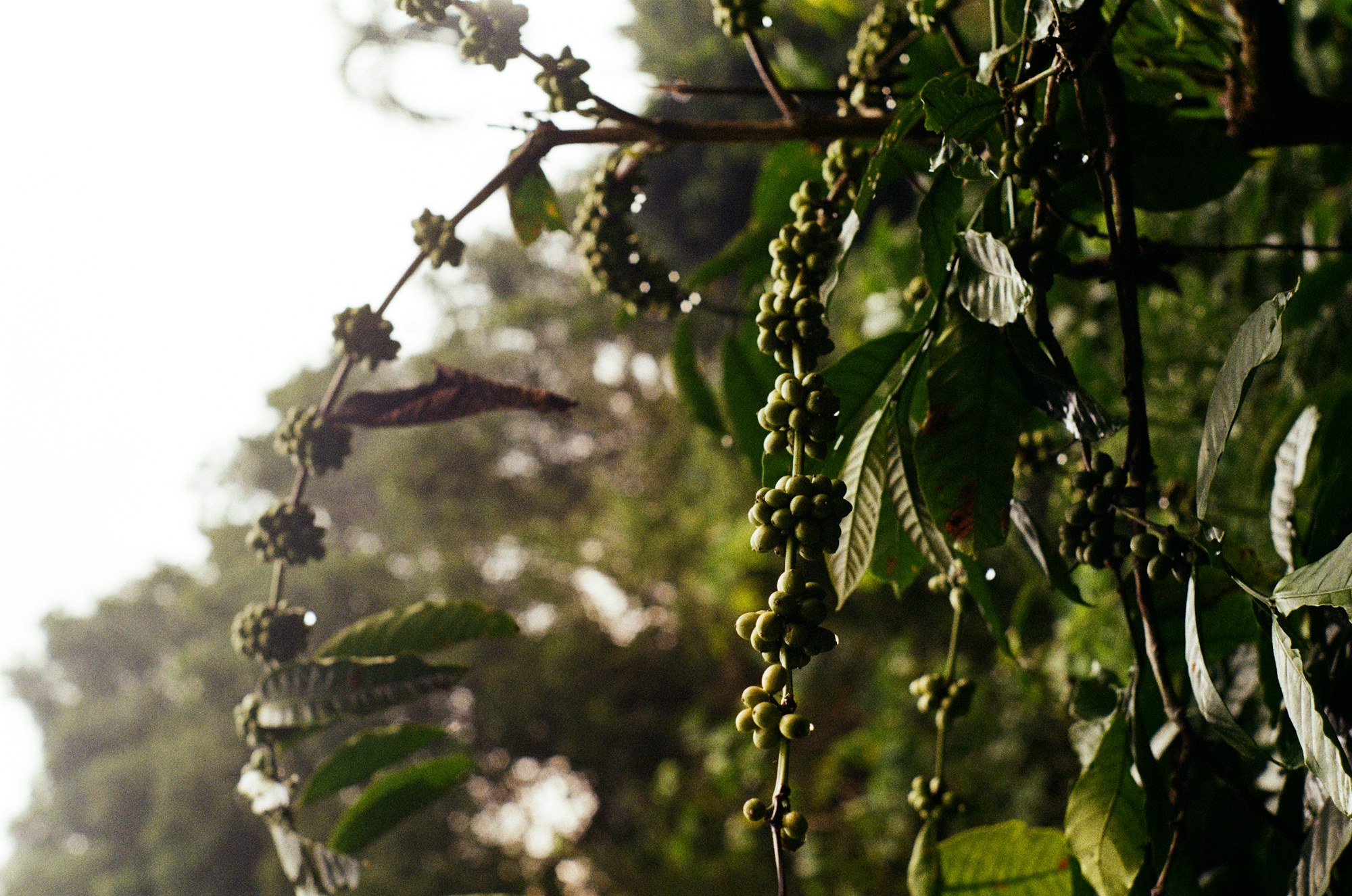 Buah kopi sebagai konteks visual untuk rute coffee di Ubud