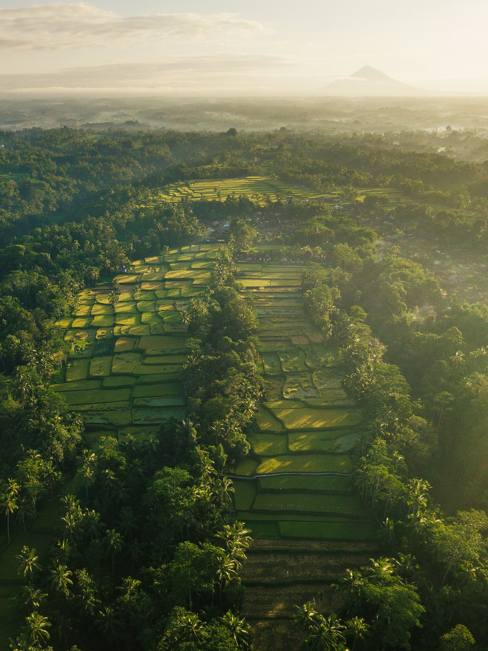 Lanskap sawah Bali sebagai konteks visual untuk panduan kuliner Ubud